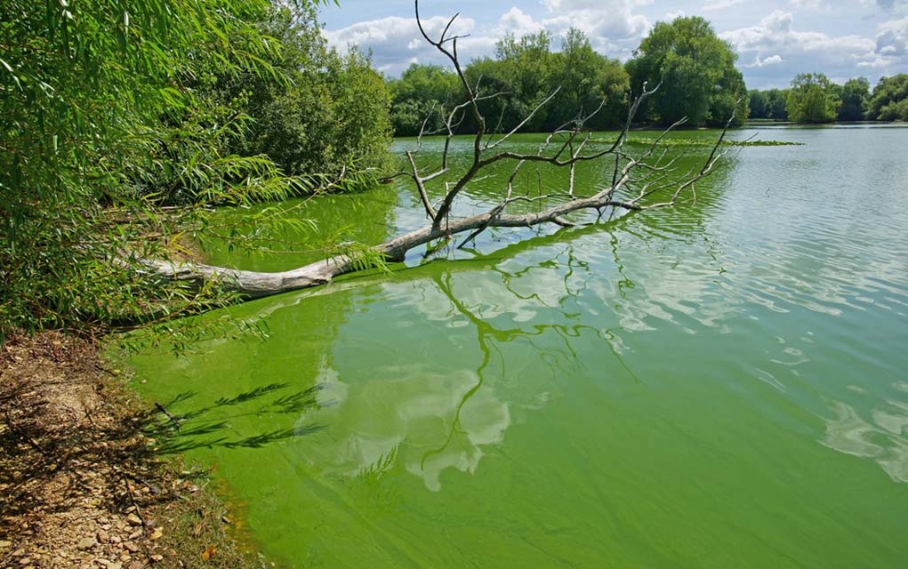 How Dangerous Is Blue Green Algae